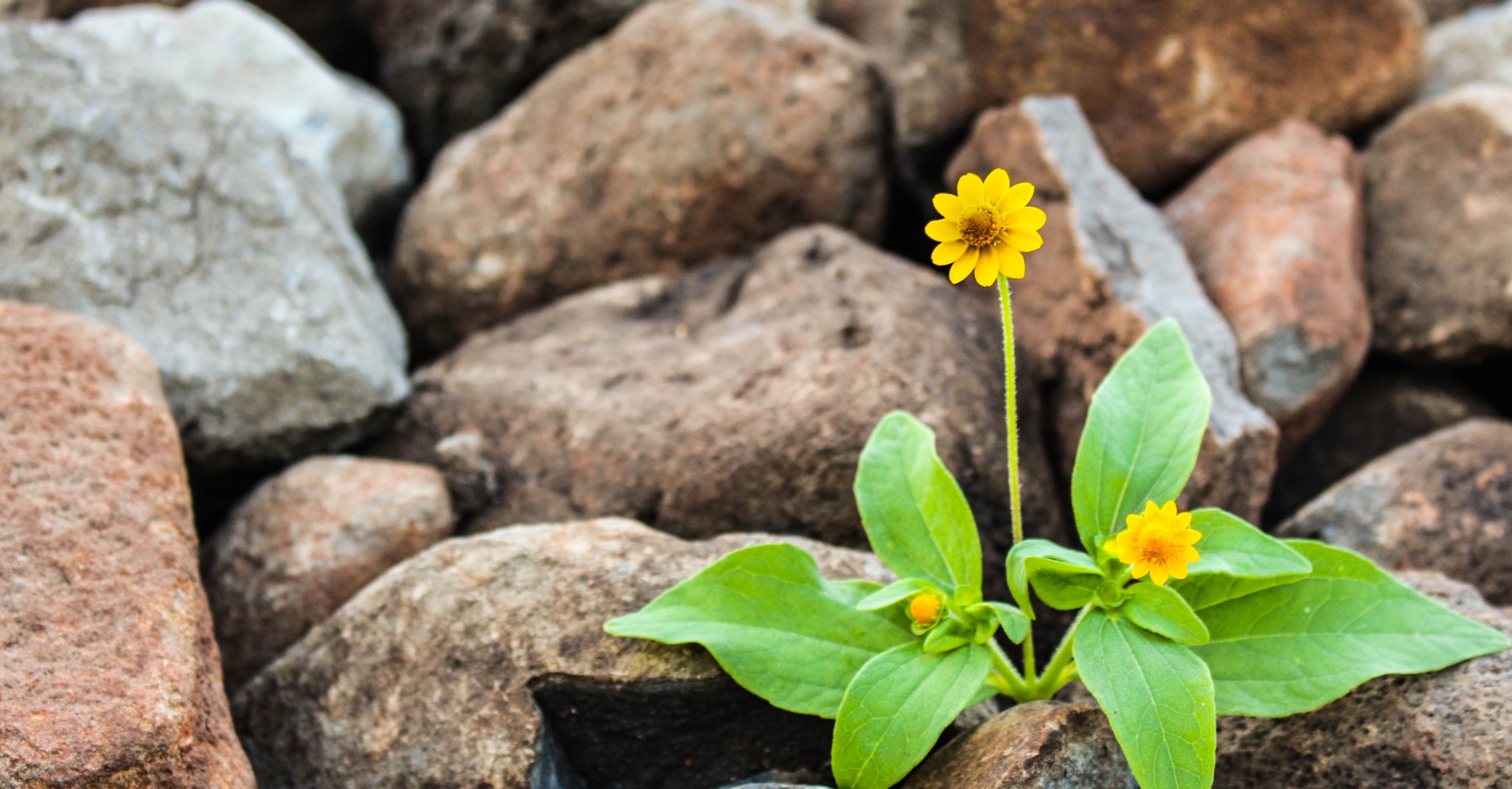 A single yellow flower with green leaves growing in a field of rocks